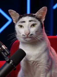 Andrew Cathrew, a white cat with black eyebrows
